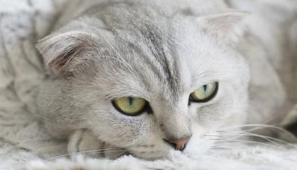 kaiyun官方网站-利物浦客场战胜伯恩利，积分稳固，利物浦vs伯恩利预测